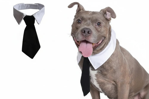 DapperPaw™ Necktie sifo-shop